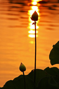 曼联主场憾平诺里奇，无缘全取三分