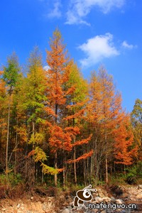 曼联主场憾平诺里奇，无缘全取三分