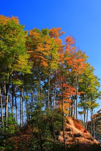 曼联主场憾平诺里奇，无缘全取三分