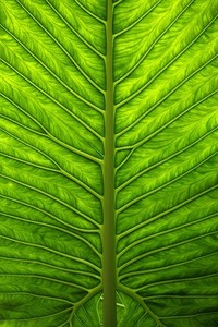 巴西女足锋线球员表现出色，助球队逆转胜利